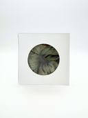 Baumwoll-Scrunchie  | matcha